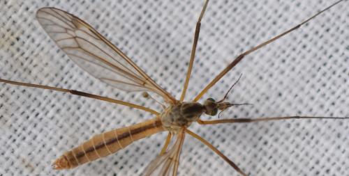 Tipula vernalis